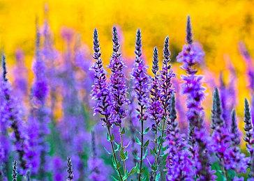 EA新专利让玩家能为游戏角色配音 你想给谁配音？