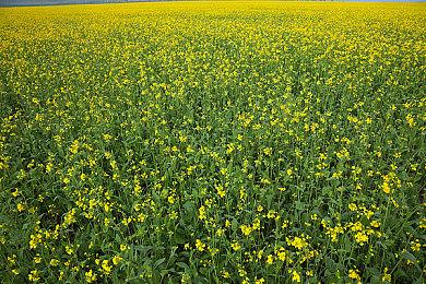 《黑发大人的晚餐》现已在Steam推出 国区38.7元